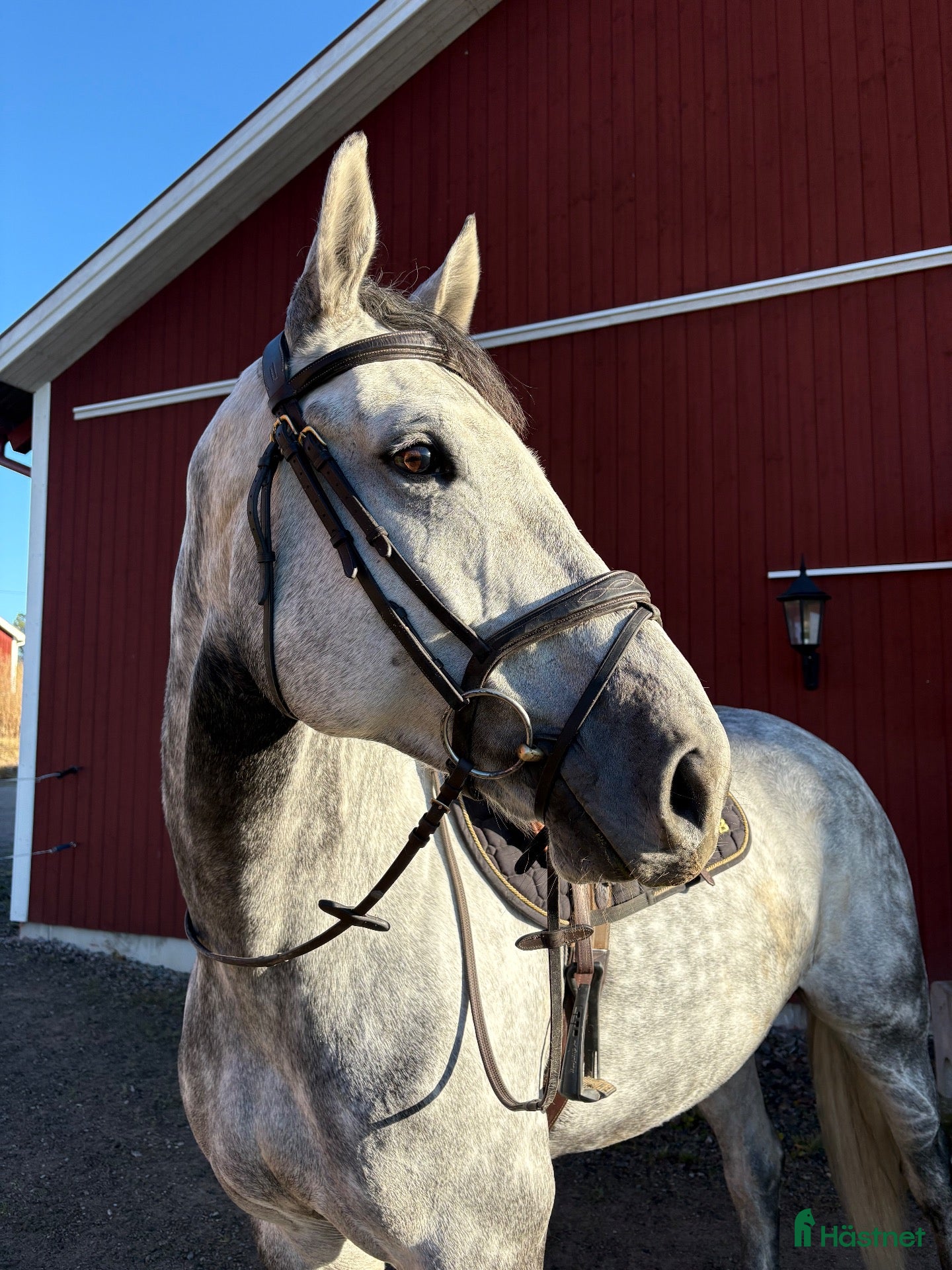  hästar Valack med mycket kapacitet - Annons 18
