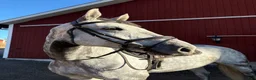 Hoppning hästar till salu: Valack med mycket kapacitet - Annons 1