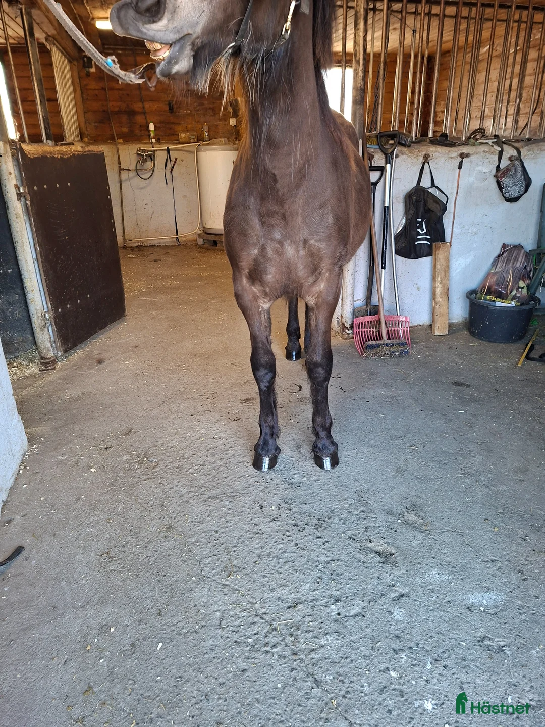 Trav hästar till salu: Åringssto Tysvær Dokka  i Aksdal - Annons 2