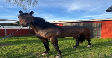  hästar i Enköping - Annons 15