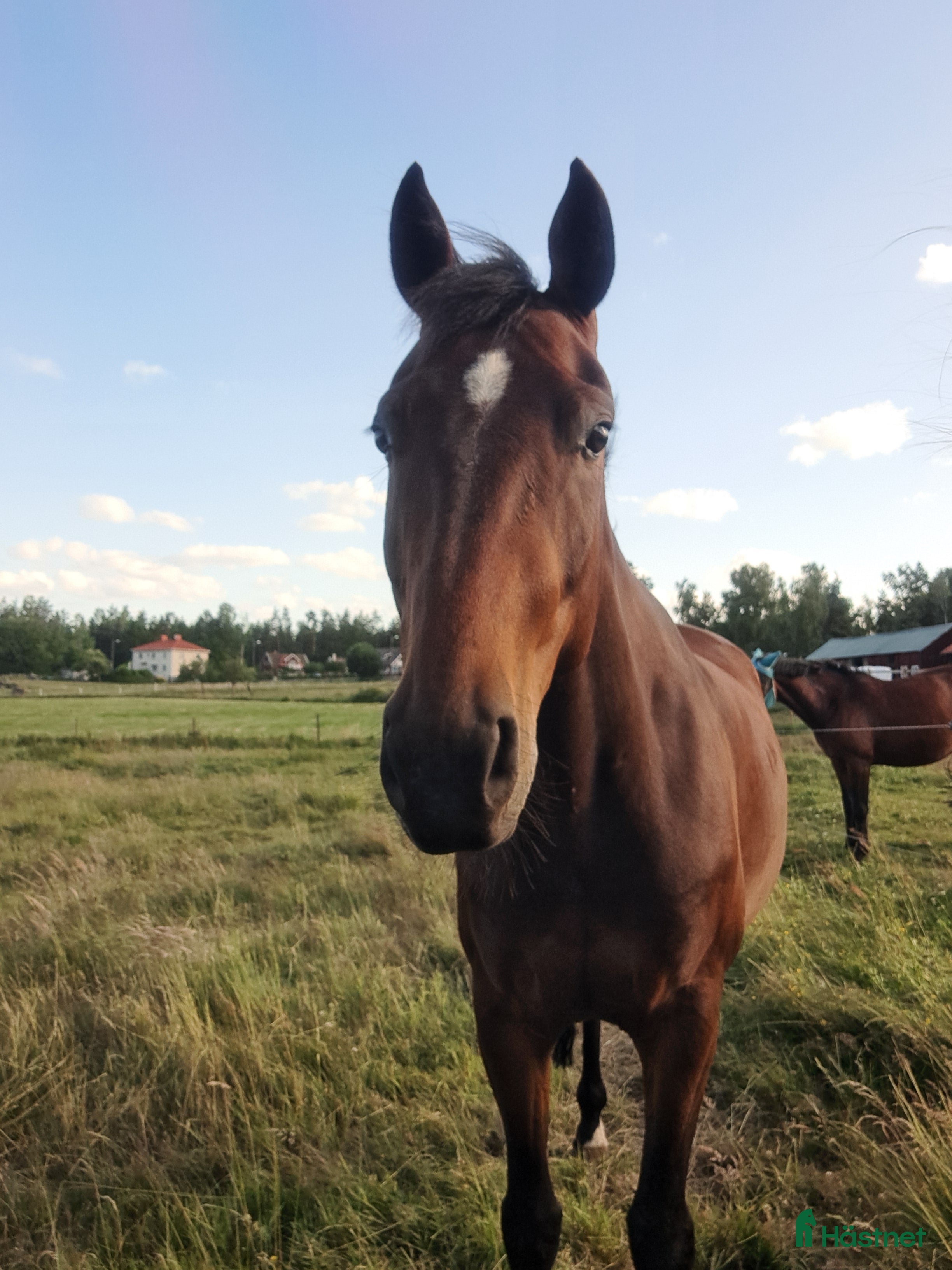  hästservice Sommarbete  i Kristdala - Annons 3