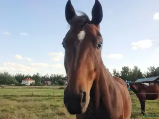 hästservice Sommarbete i Kristdala - Annons 3