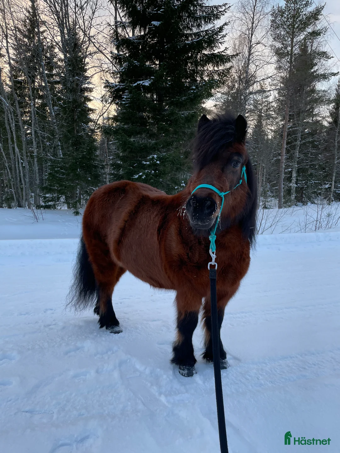 Övrigt hästar till salu: FODERHEM sökes till pigg shetlandsponny! i Umeå - Annons 3
