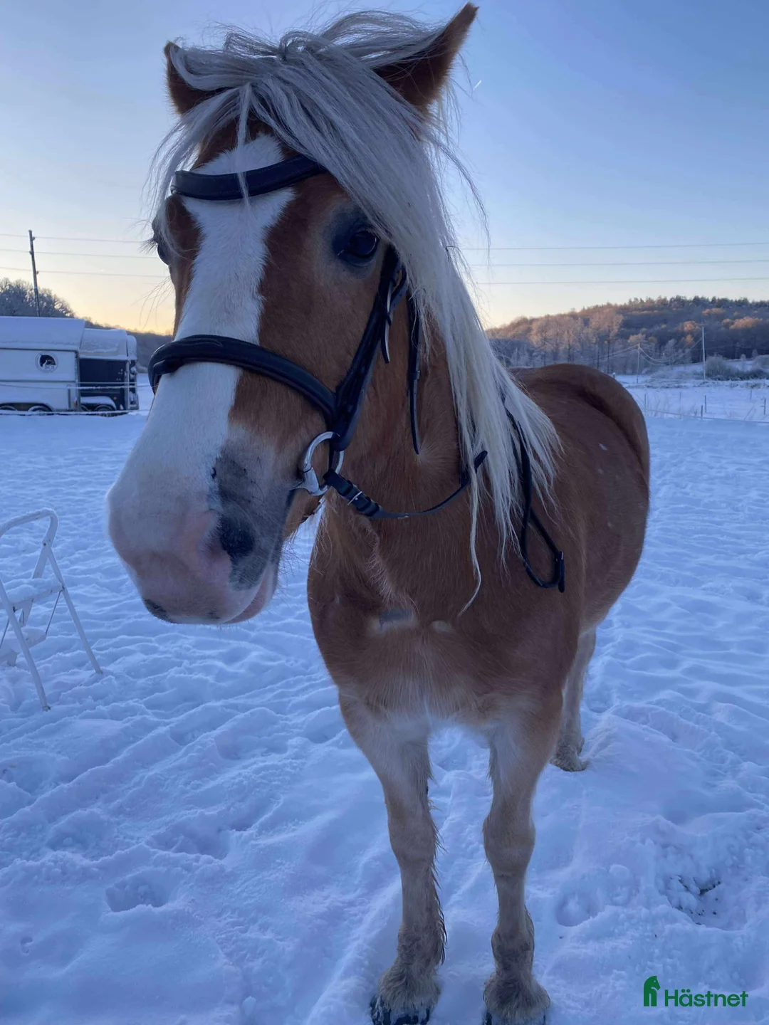 Allround hästar till salu: Sto söker för alltid hem i Hovås - Annons 1