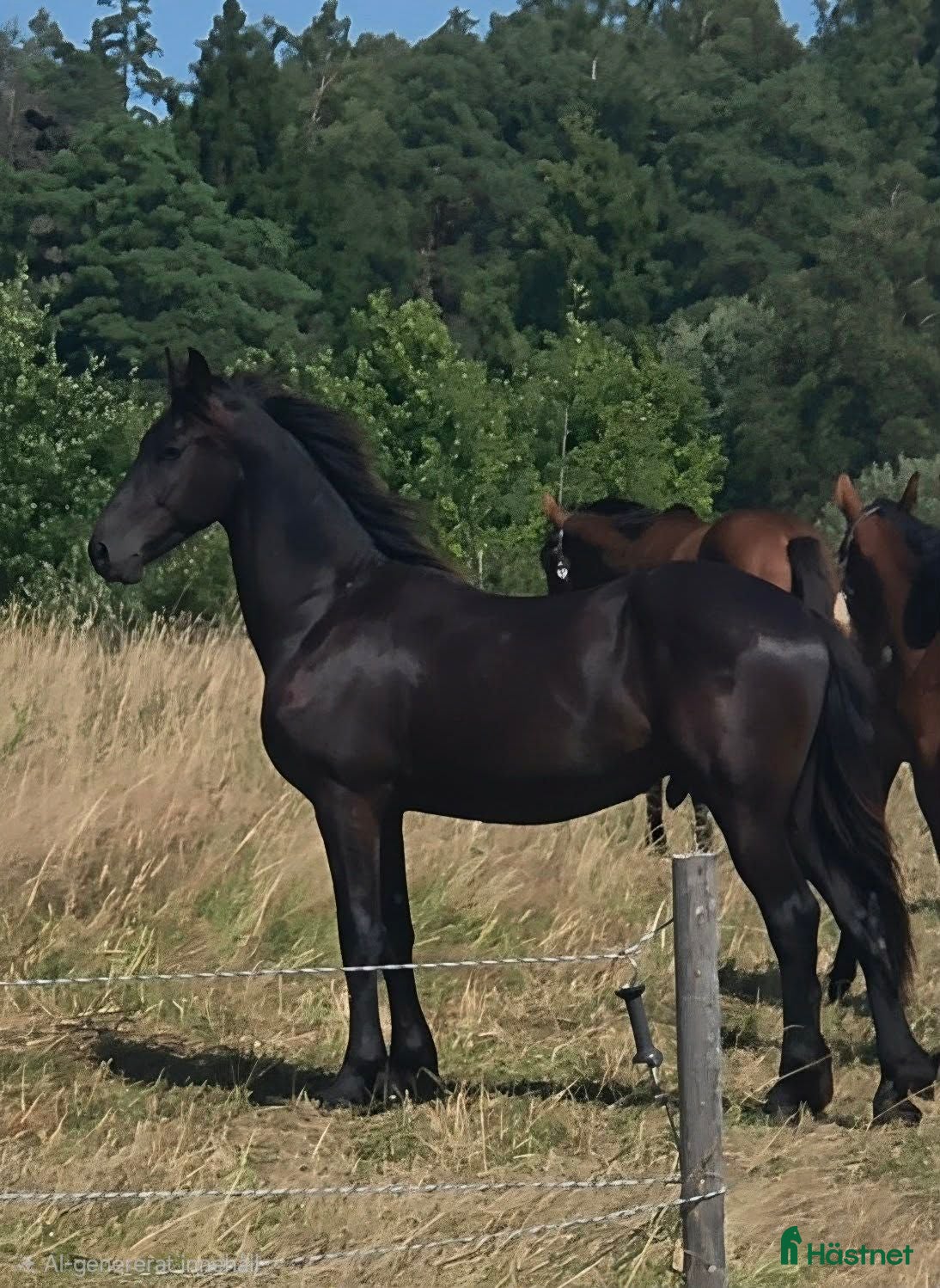  hästar Daryan - lovande framtida sportstjärna - Annons 4