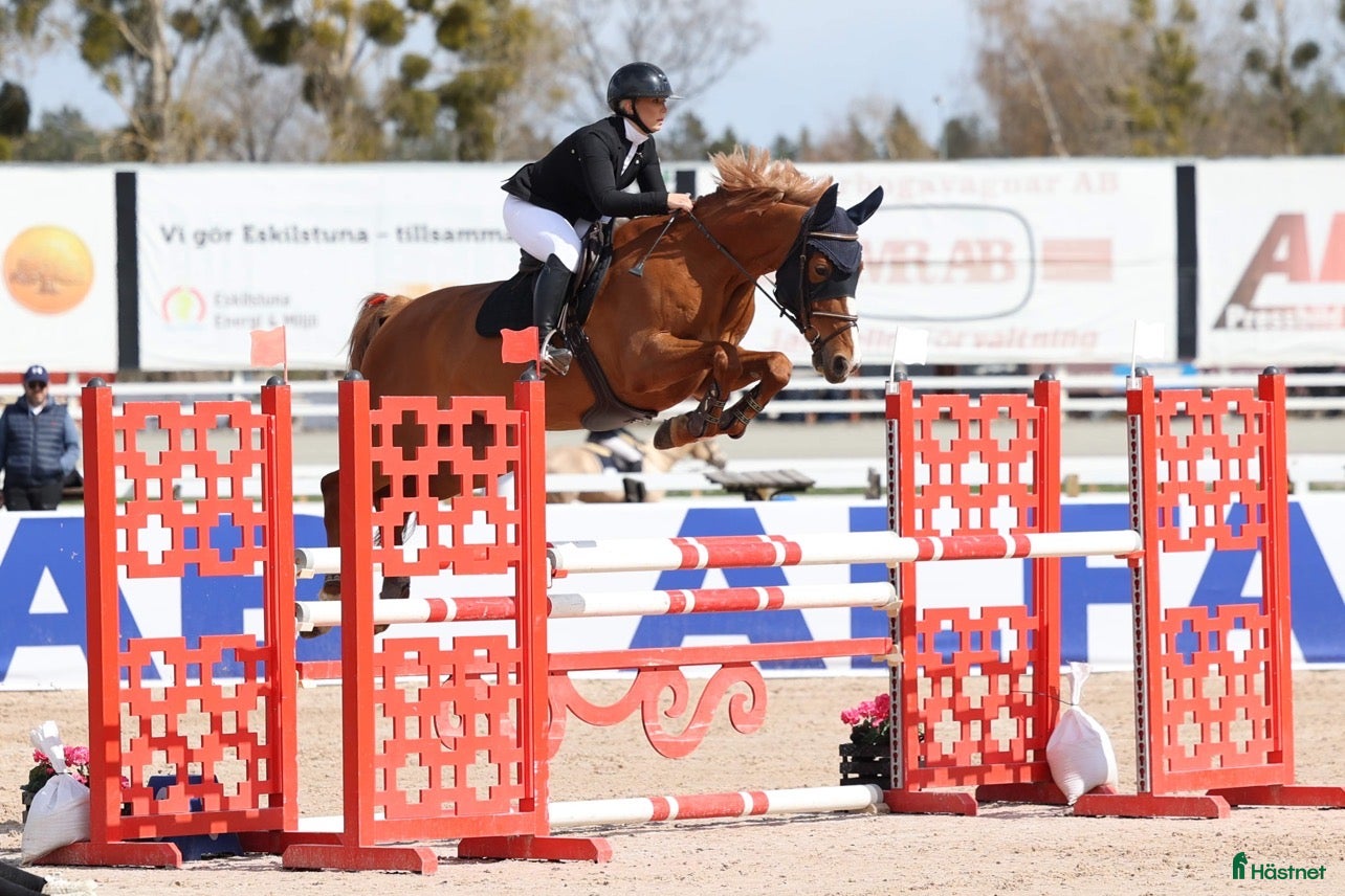  hästar Vackert sto ✨ i Västerås - Annons 14