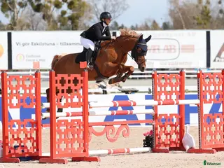 hästar Vackert sto ✨ i Västerås - Annons 17