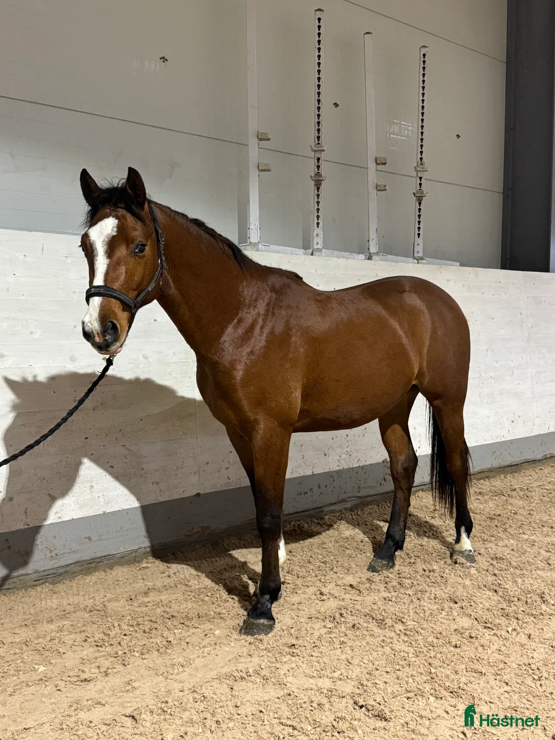 Hoppning hästar till salu: 3åring e: Vinnio II W Z - Diamant de Semilly i Västerås - Annons 2