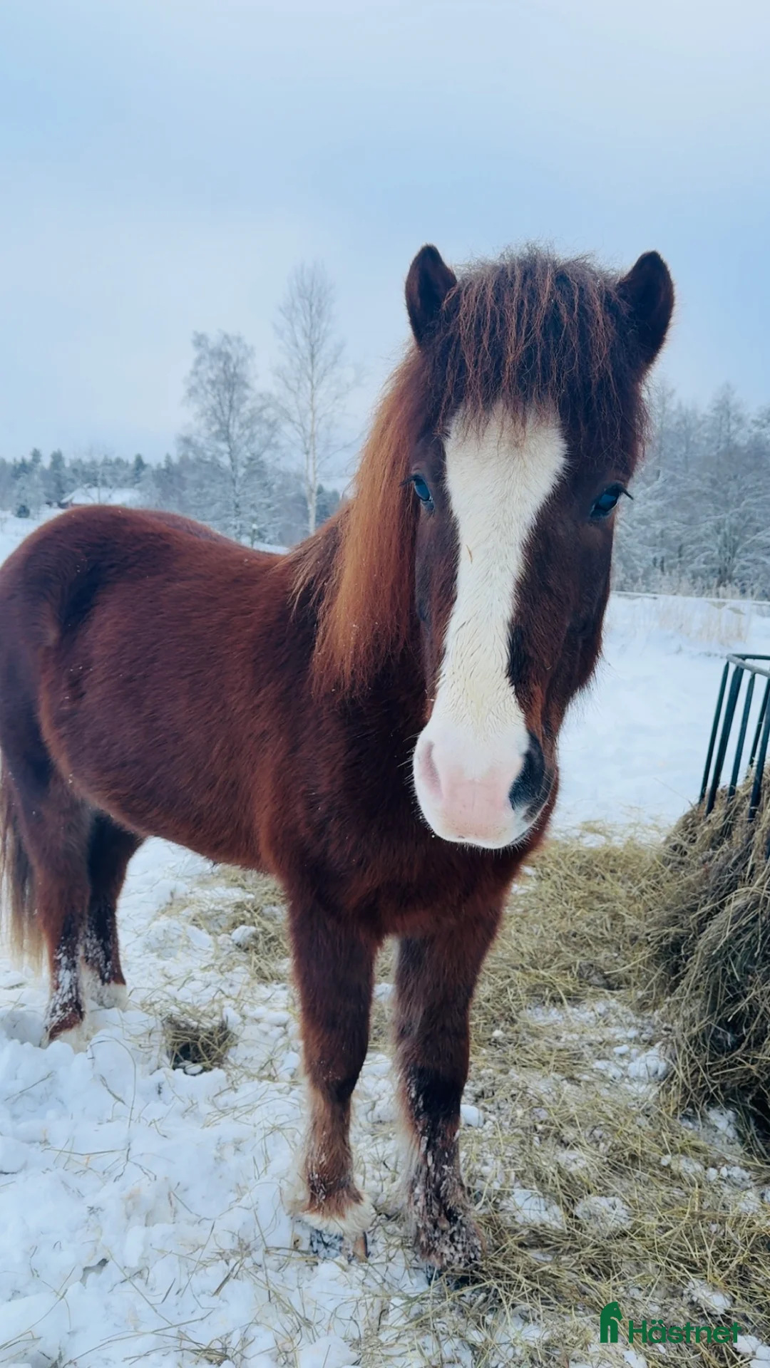 Island hästar till salu: Fantastiskt fin valack. Ev foder  - Annons 2