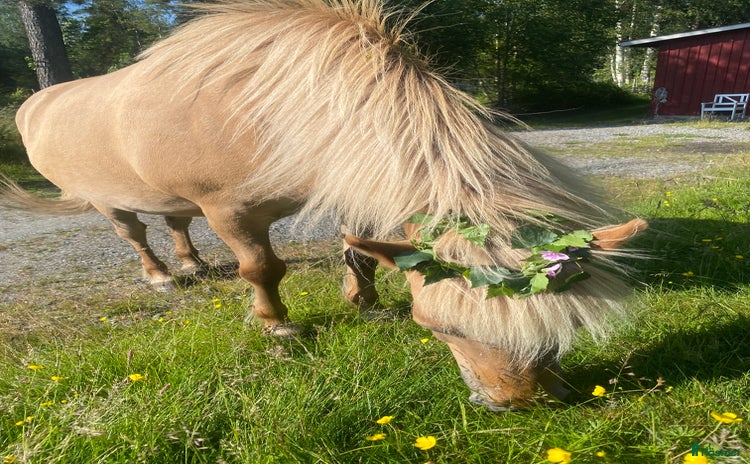  hästar i Landvetter - Annons 15