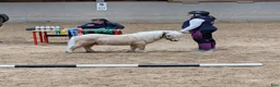 Allround hästar till salu: Isabell hingst - Annons 2