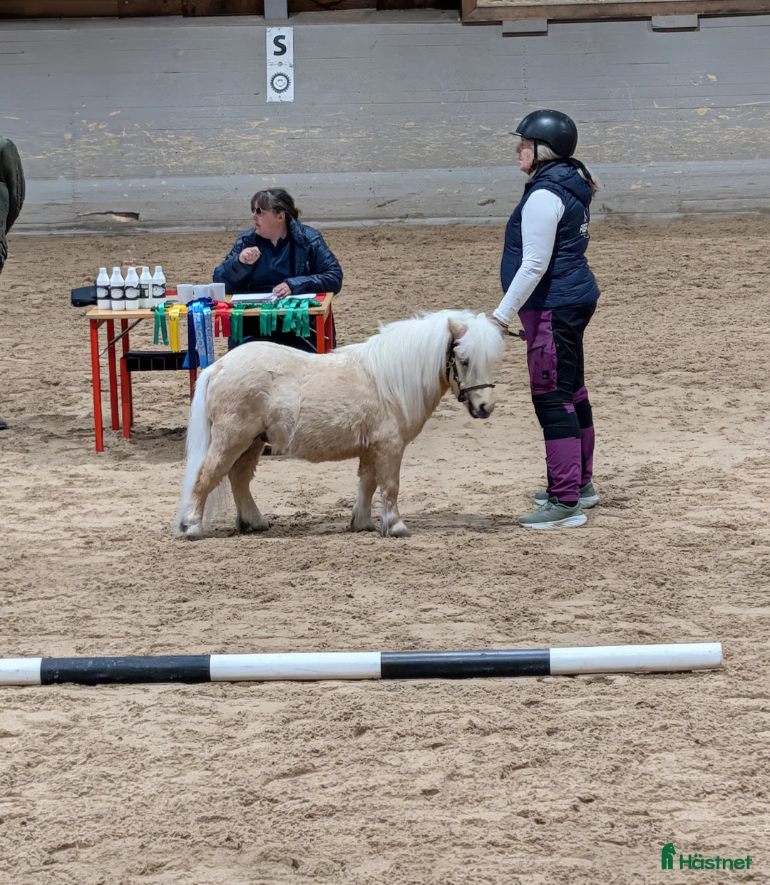 Allround hästar till salu: Isabell hingst - Annons 2