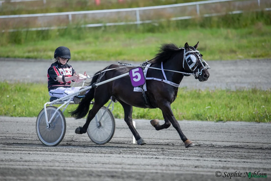Trav hästar till salu: Häftigt russ söker satsande hem! - Annons 2