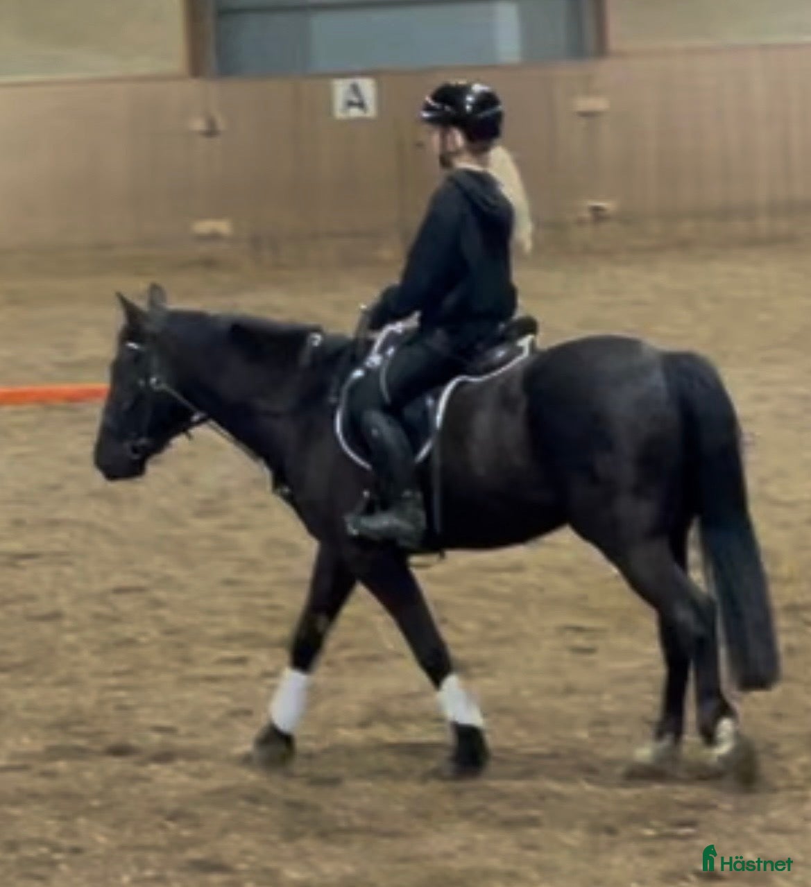 Allround hästar sökes: Söker allround bästa vän💖 - Annons 4