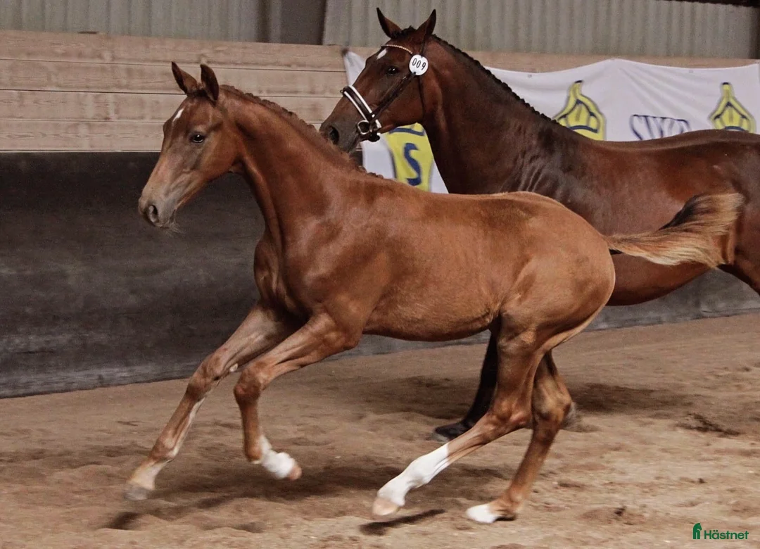 Dressyr hästar till salu: Lovande dressyrämne med toppstam! i Visby - Annons 2