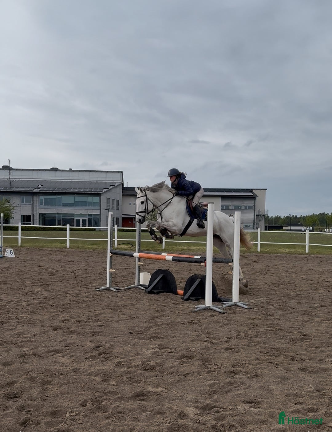 Allround hästar sökes: Hopphäst sökes - Annons 1