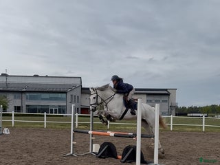 Allround hästar sökes: Hopphäst sökes - Annons 1