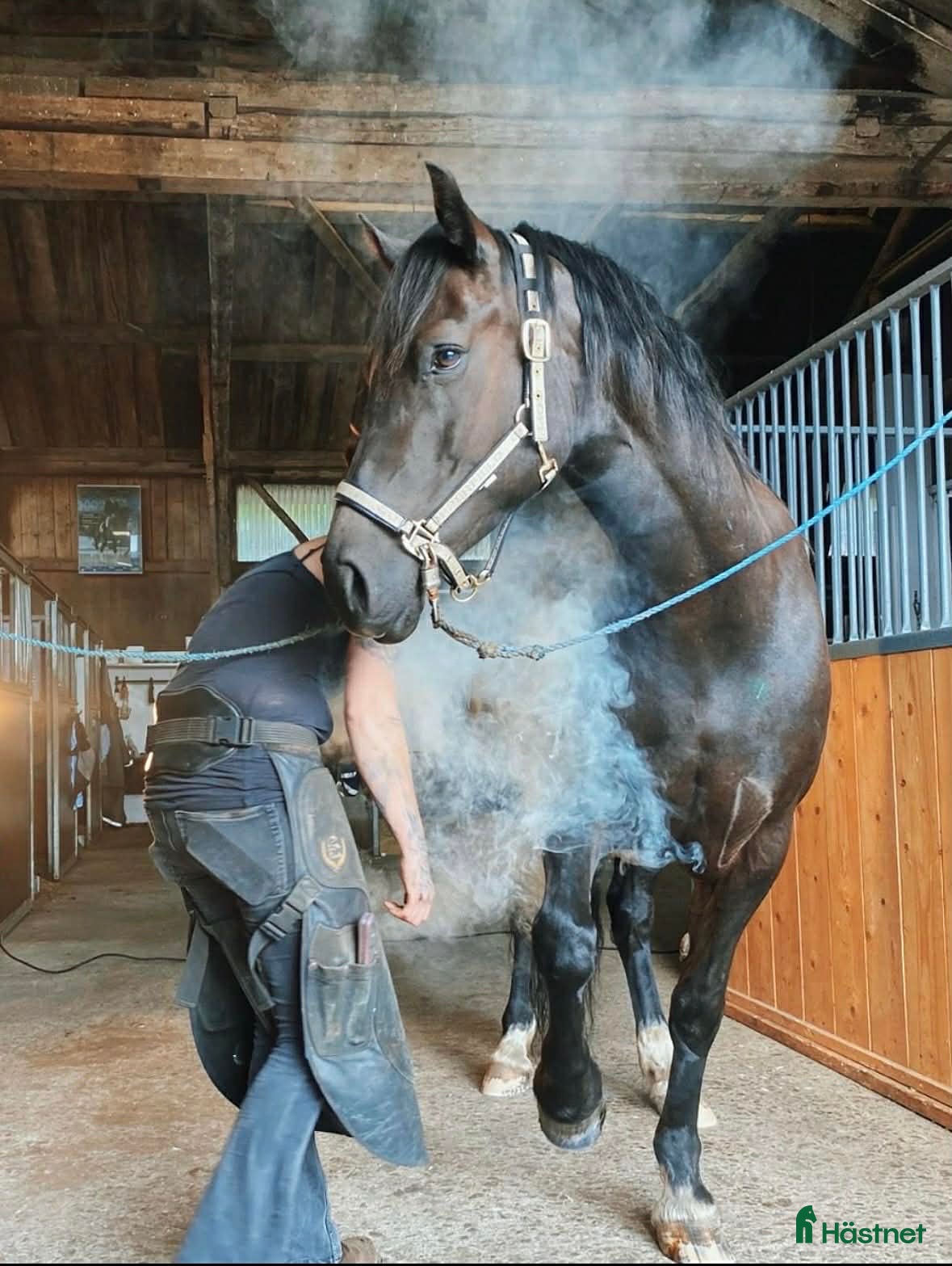  hästar Vacker welsh cob ⭐️ - Annons 2