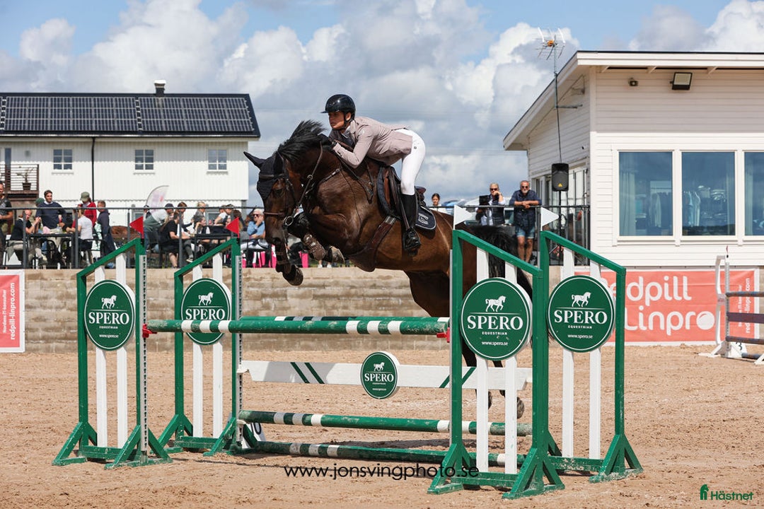Hoppning hästar till salu: Välhoppande valack med kapacitet i Falkenberg - Annons 1