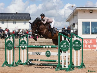 hästar Välhoppande valack med kapacitet i Falkenberg - Annons 11