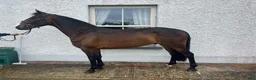 Hoppning hästar till salu: Attyrory Horses - Annons 34