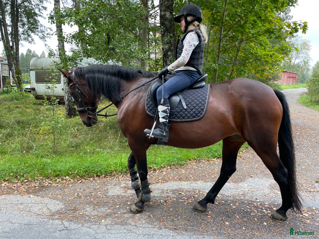 Allround hästar till salu: Varmblods travare till ridning i Hok - Annons 1