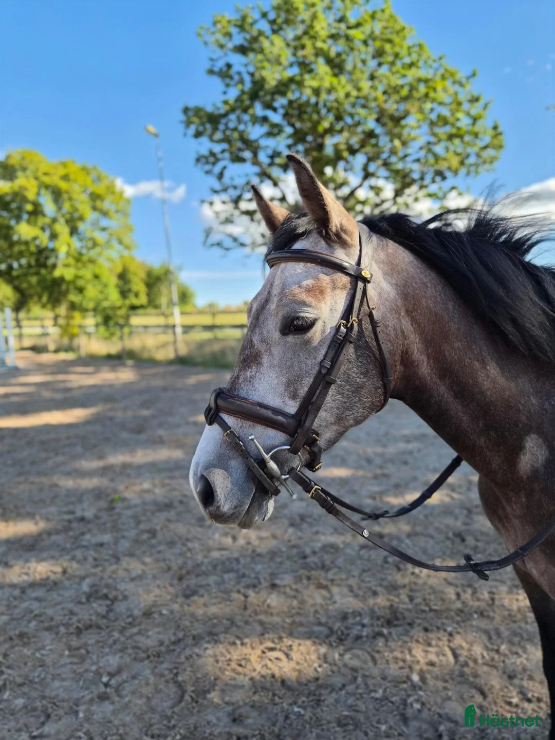 Hoppning hästar till salu: 4 årig tjejhäst - Annons 2
