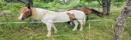  medryttarhäst finnes: Medryttare till grövre c-ponnyvalack 🐴 - Annons 3