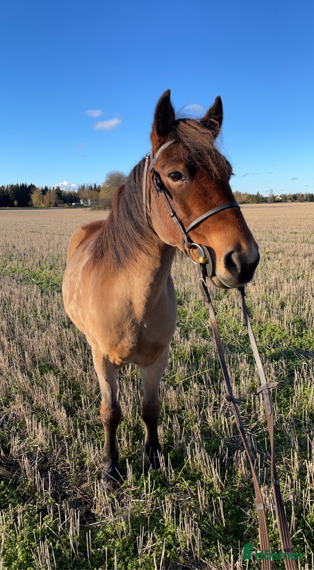 Allround hästar till salu: Trevligt sto söker föralltid hem i Östervåla - Bild 6