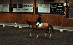 Dressyr hästar till salu: Stilig dressyr-/allroundvalack - Bild 2