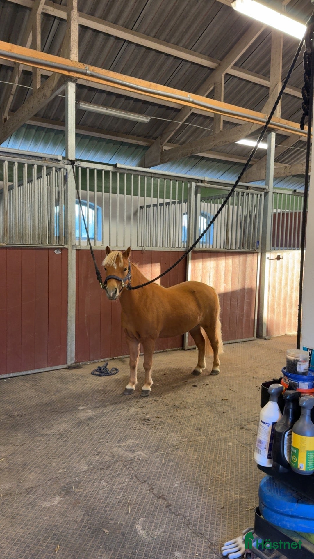  hästar Fina charmiga Elliot 🧡 - Annons 3
