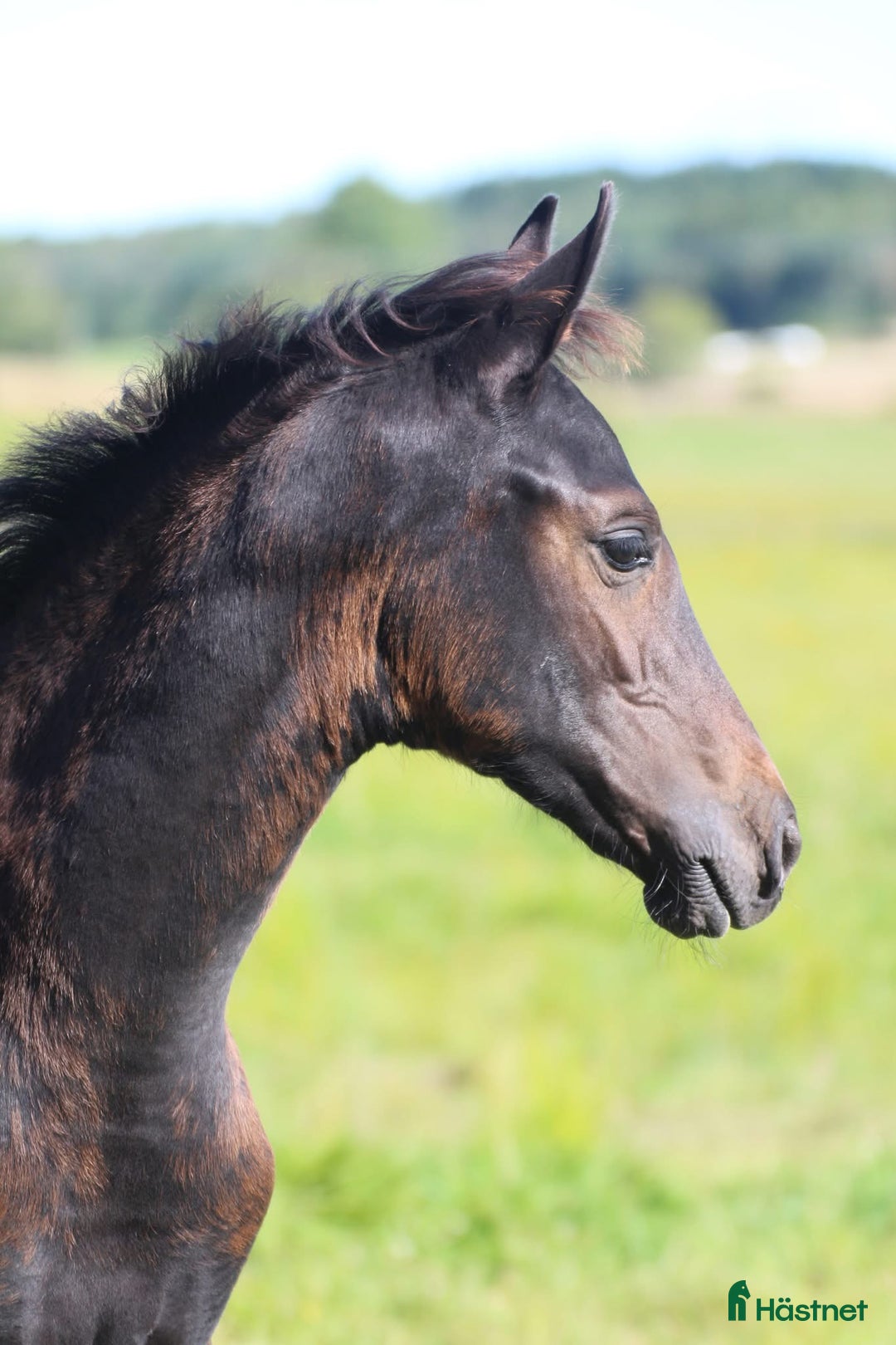 Dressyr hästar till salu: Hingstföl e. Bon Esprit- Fürstenball i Nol - Annons 4