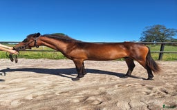 Trav hästar till salu: Travstammad åring i Lidköping - Annons 4