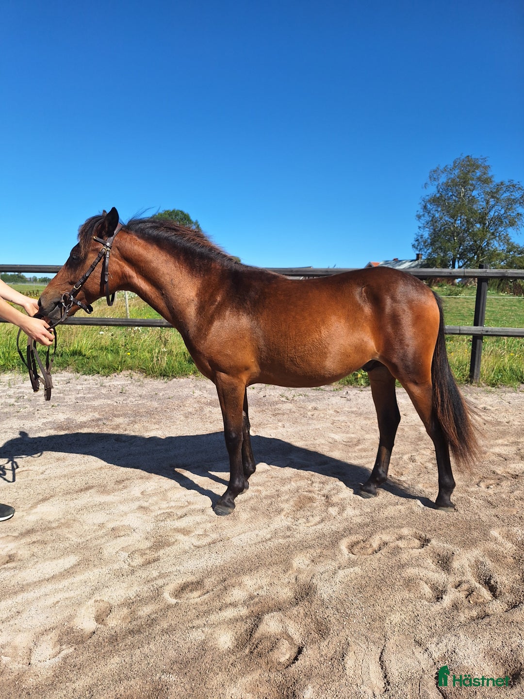 Trav hästar till salu: Travstammad åring i Lidköping - Annons 4