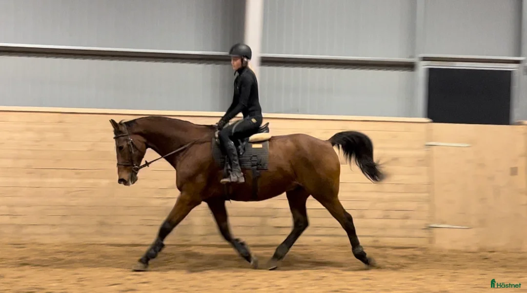 Allround hästar sökes: Söker trygg, stabil, läromästare - Annons 14