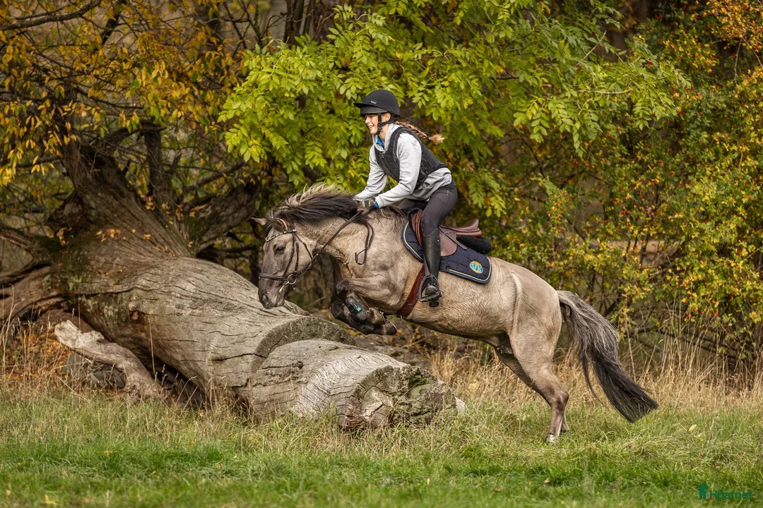 Allround hästar till salu: Rätt hem sökes till vår kompis i Brottby - Annons 1