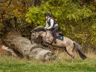 hästar Rätt hem sökes till vår kompis i Brottby - Annons 14