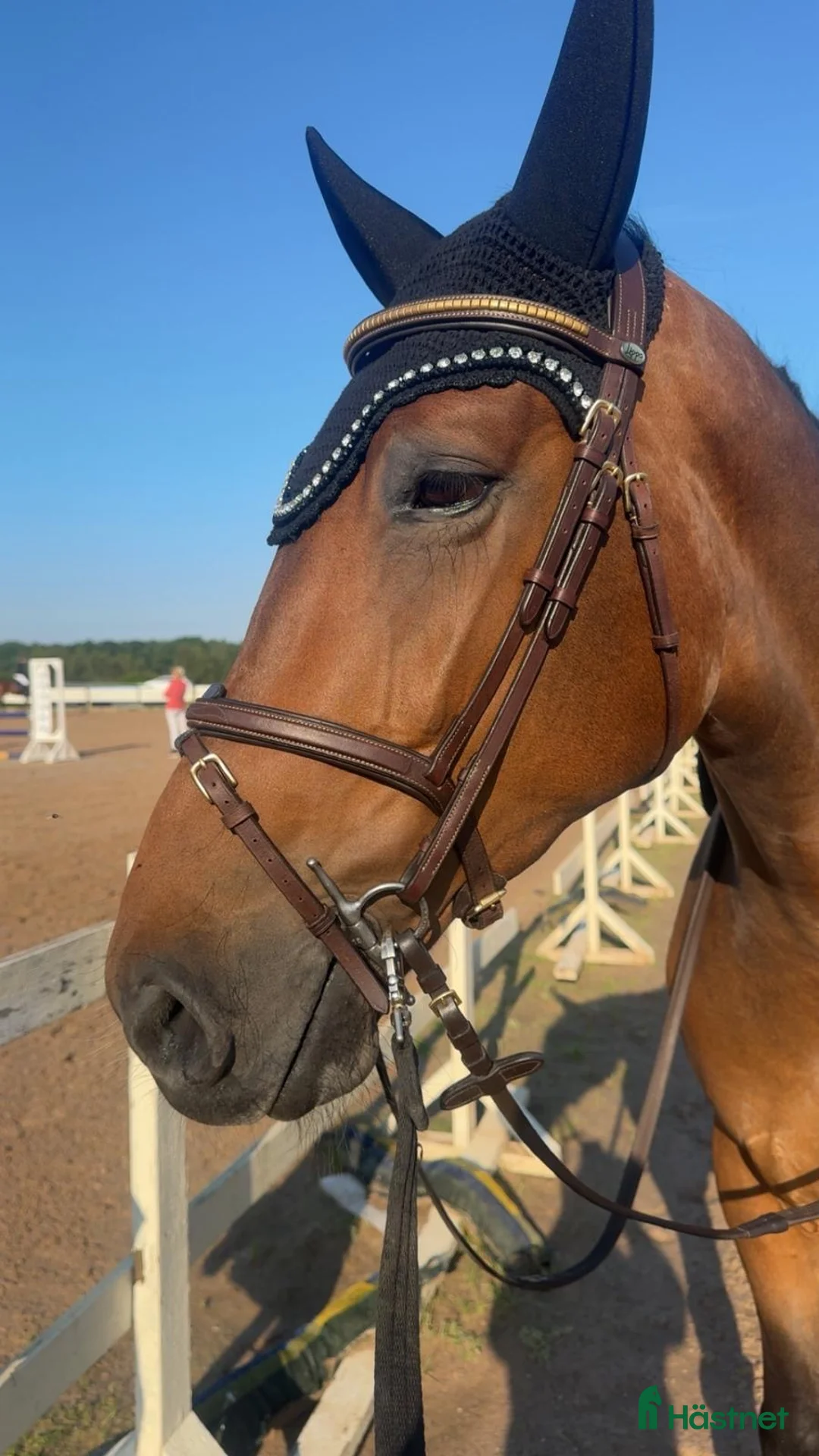 Hoppning hästar till salu: Trevlig valack - Annons 8