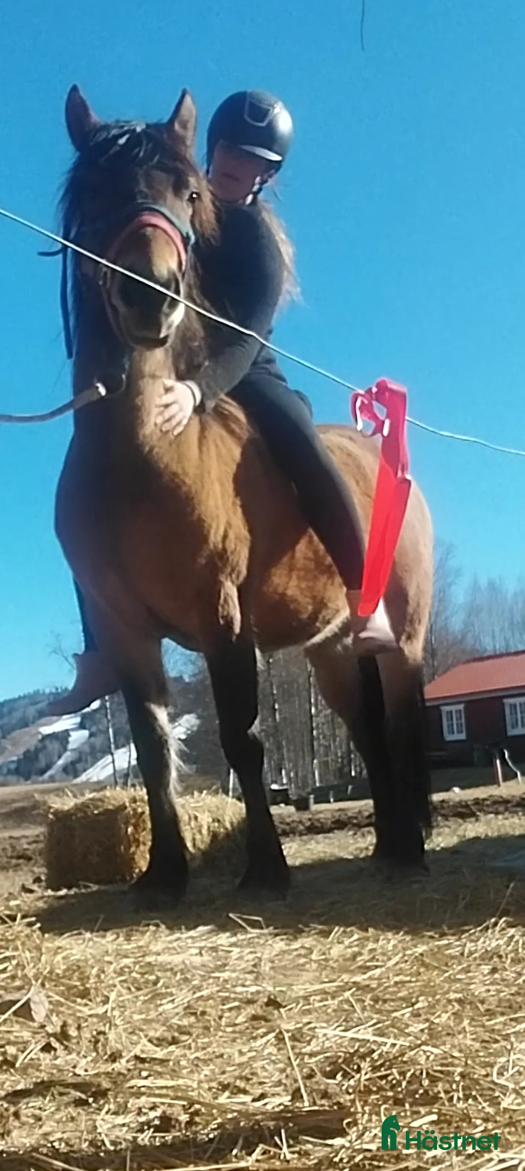 Allround hästar till salu: Fin ponny i Rottneros - Annons 6