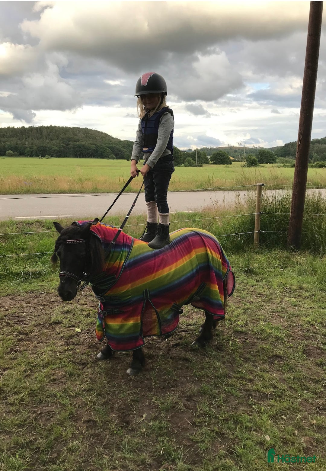 Allround hästar till salu: Värdens bästa ponny letar efter ny ryttare  i Veddige - Annons 8