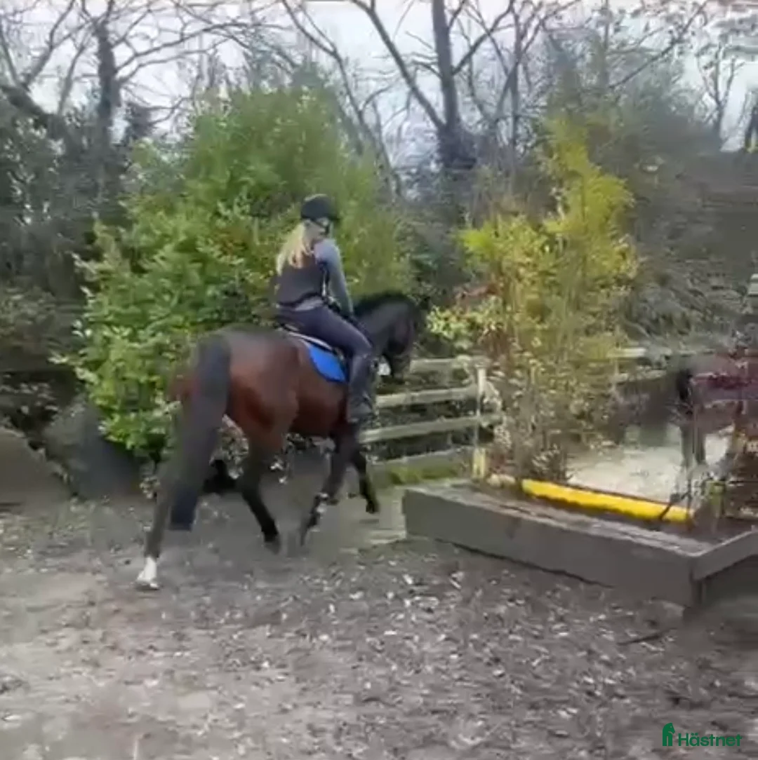 Fälttävlan hästar till salu: Lovande unghäst för fälttävlan/allround - Annons 2