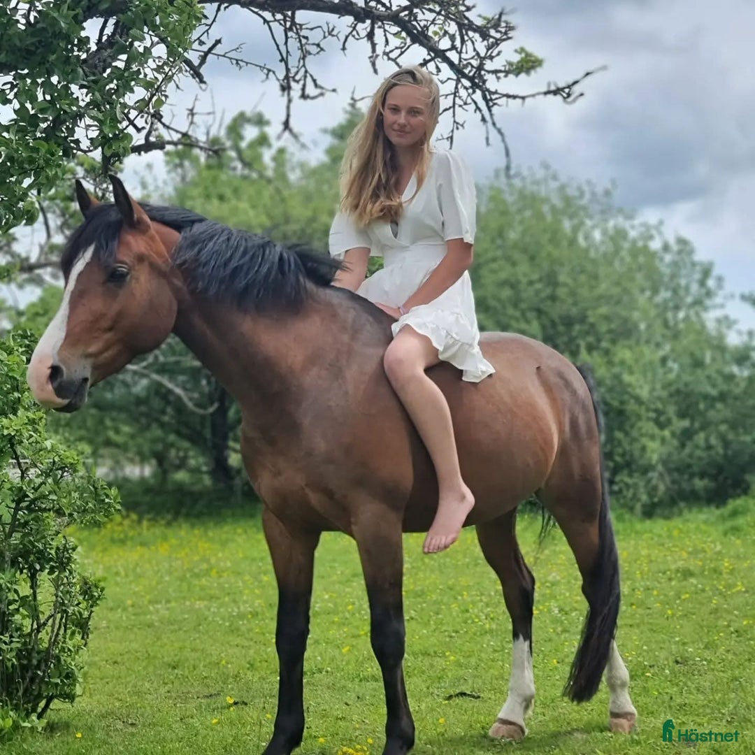 Dressyr hästar till salu: FEI kvalad D-ponny  i Kungsbacka - Bild 5
