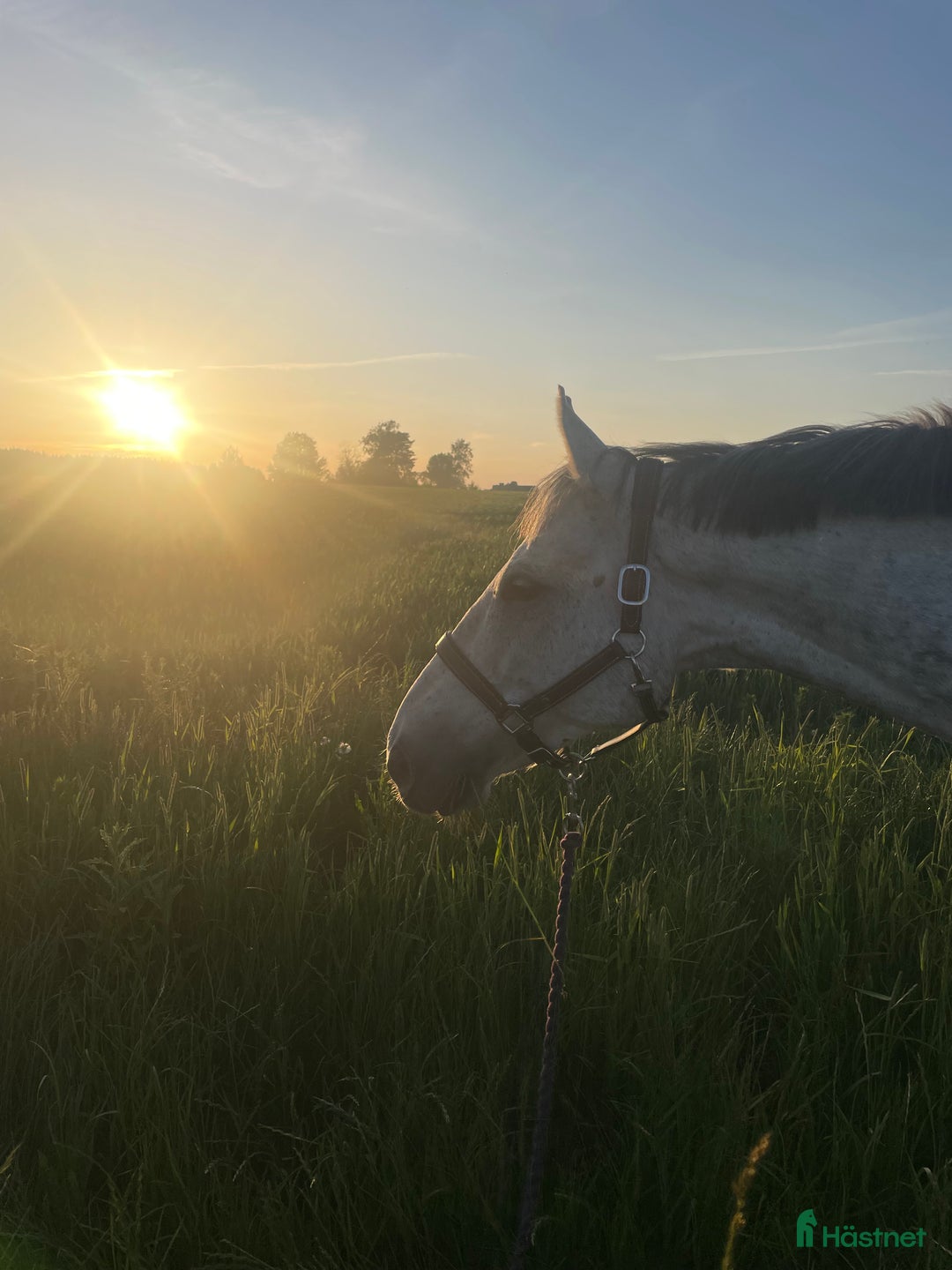 Allround hästar till salu: En hjärtehäst söker sin människa ✨ i Enköping - Annons 3