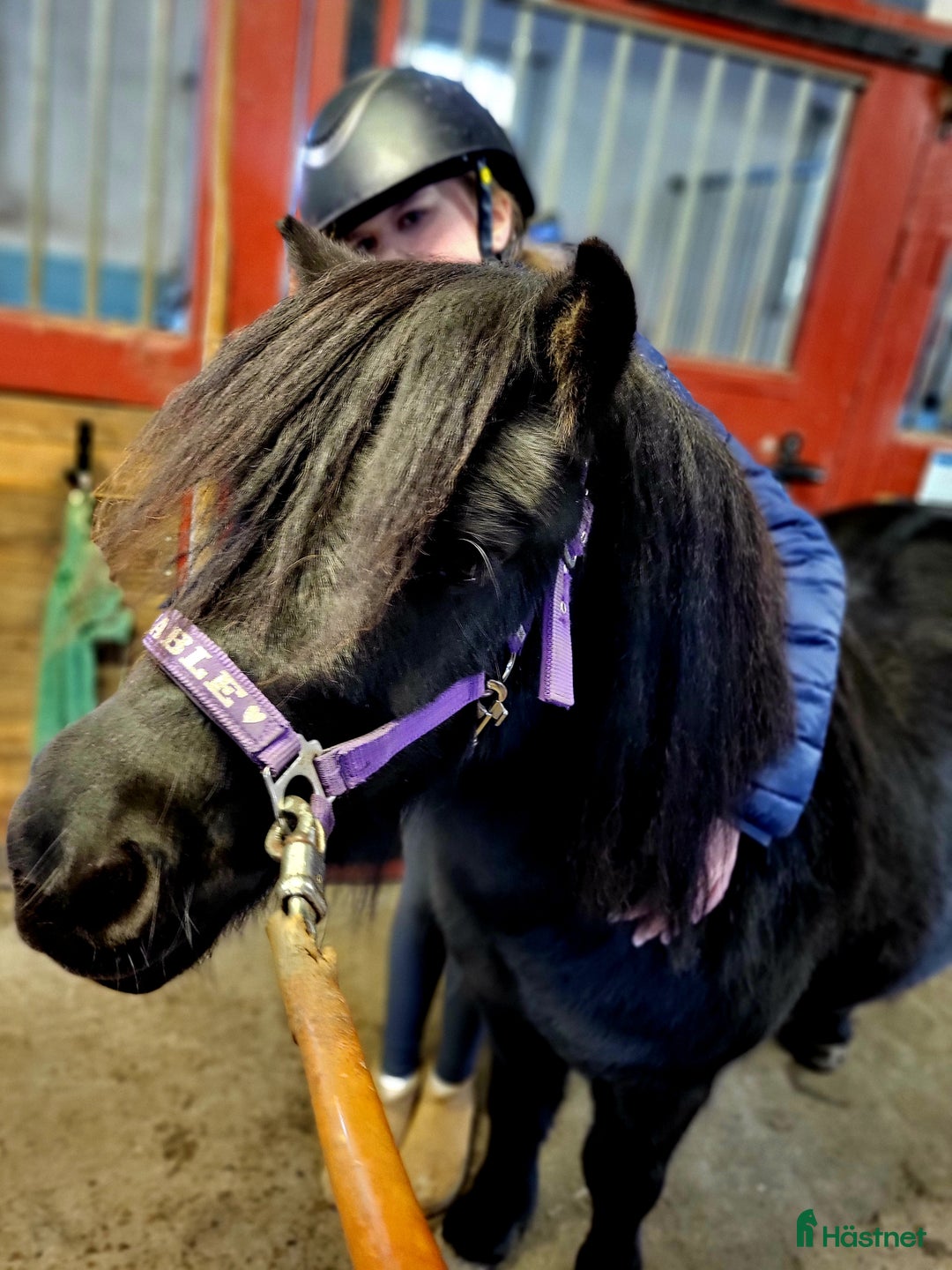 Allround hästar till salu: Rid och körbar Shetlandsvalack i Lund - Annons 3