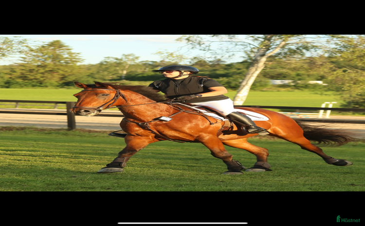  foderhäst i Kovland - Annons 14