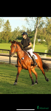 foderhäst i Kovland - Annons 14