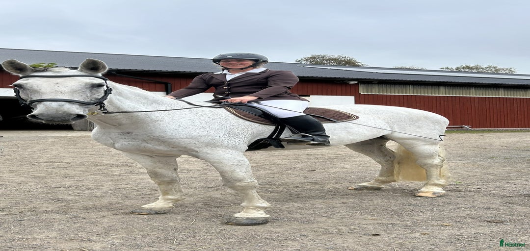 Galleribild {{count}}