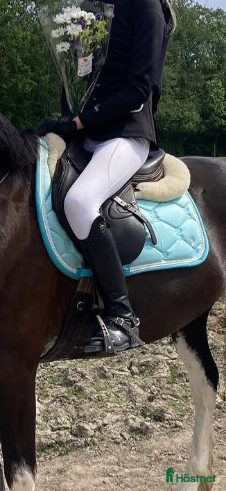 Schabrak & Vojlockar hästutrustning PS of sweden schabrak - Annons 13