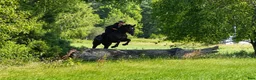 Allround hästar till salu: Gorgeous gelding with super Calm mind! - Annons 2