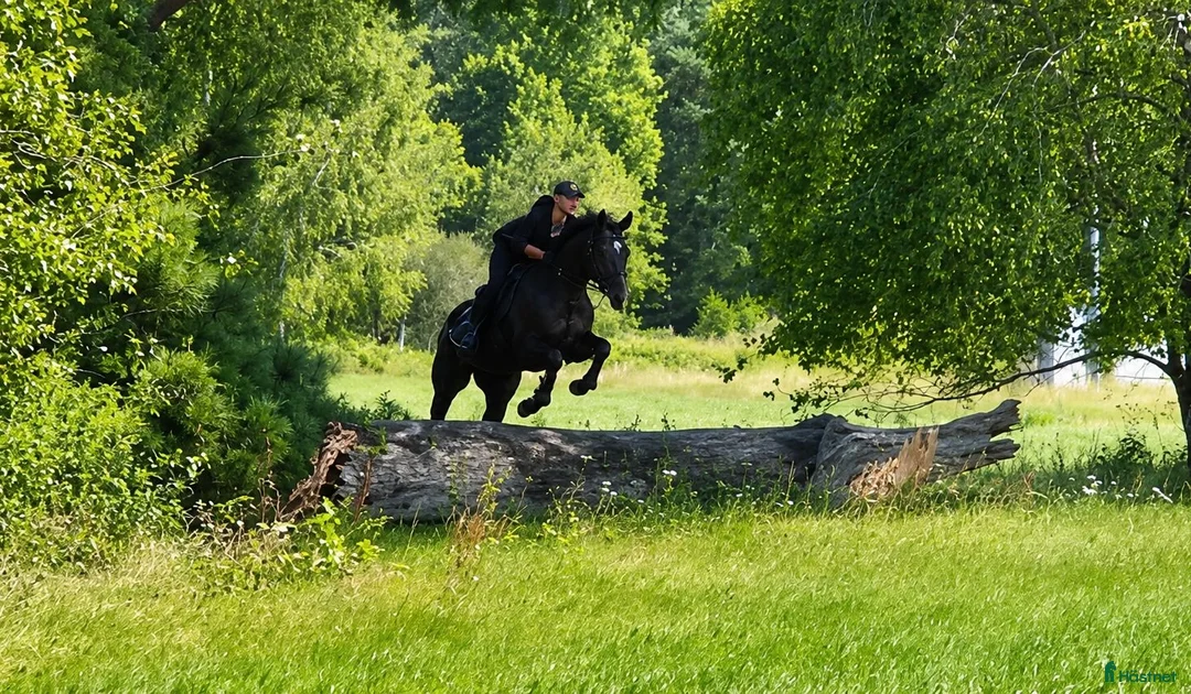 Allround hästar till salu: Gorgeous gelding with super Calm mind! - Annons 2